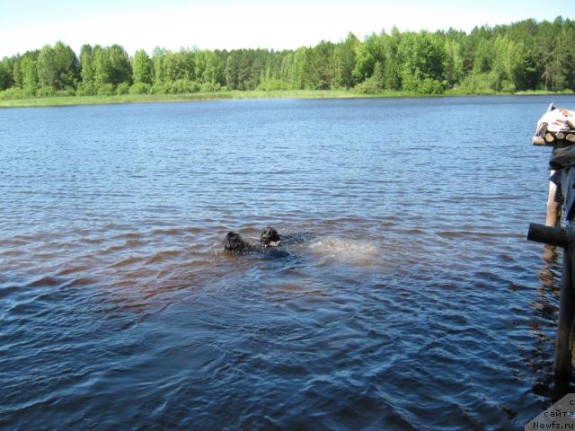 Фото: ньюфаундленд Cessi Fabiana Blyek Fauna (Цесси Фабиана Блэк Фауна), ньюфаундленд YAsnaya Nochka den Baffi (Ясная Ночка ден Баффи)