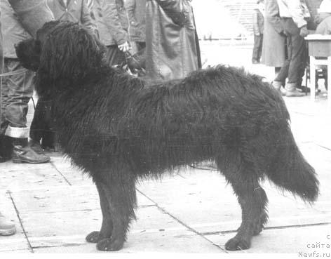 Фото: ньюфаундленд Vikki (Викки)