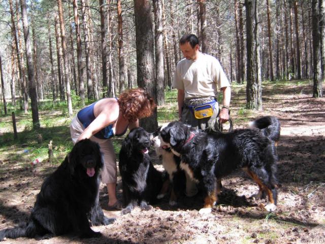 Фото: ньюфаундленд YAsnaya Nochka den Baffi (Ясная Ночка ден Баффи), Elena Ul'eva (Елена Ульева), ньюфаундленд Cessi Fabiana Blyek Fauna (Цесси Фабиана Блэк Фауна), Принц, Игорь Берси