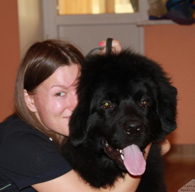 Фото: ньюфаундленд Geralis CHiroki Velikiy Vojd' (Гералис Чироки Великий Вождь)