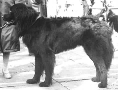 Фото: ньюфаундленд Boy (Бой)