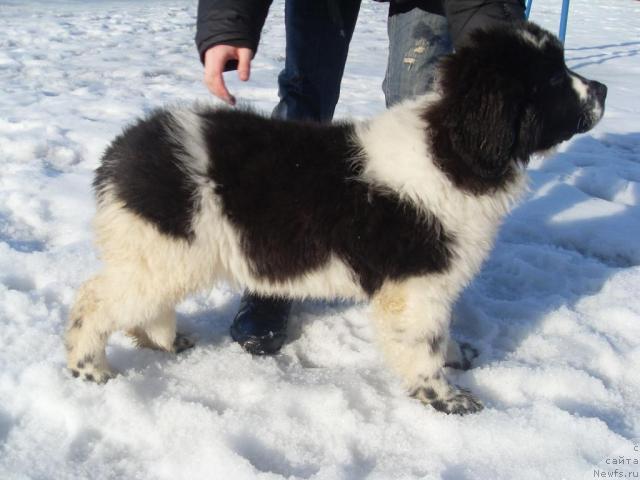 Фото: ньюфаундленд Aleze Beautiful Princess Aqua Pearl