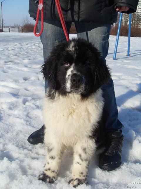 Фото: ньюфаундленд Aleze Beautiful Princess Aqua Pearl