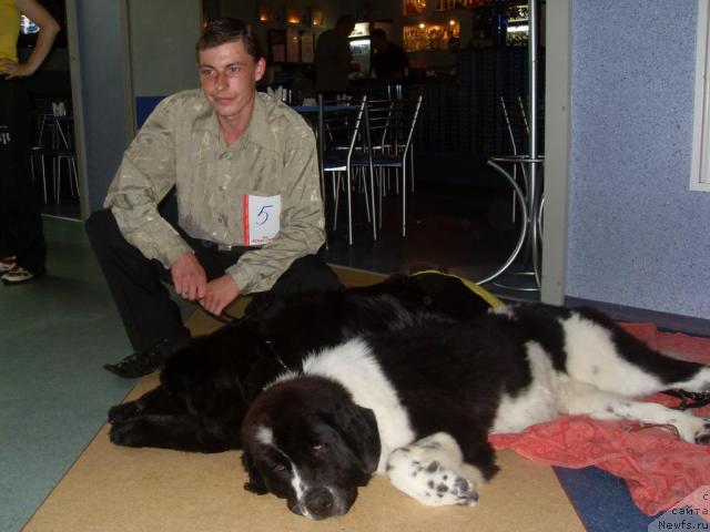 Фото: Дима, ньюфаундленд Aleze Beautiful Princess Aqua Pearl, ньюфаундленд CHara Blyek Kvyest Morskoy Medved' (Чара Блэк Квэст Морской Медведь)