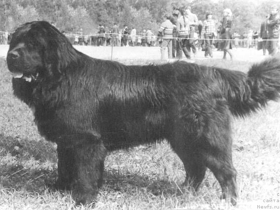 Фото: ньюфаундленд Vinber Flosh (Винбер Флош)