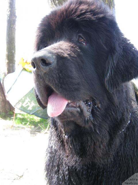 Фото: ньюфаундленд Medved Morning Star Almas-Alana