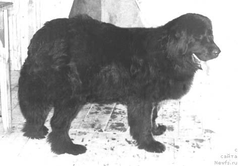 Фото: ньюфаундленд Tegi Vem (Теги Вем)