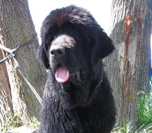 Фото: ньюфаундленд Medved Morning Star Almas-Alana