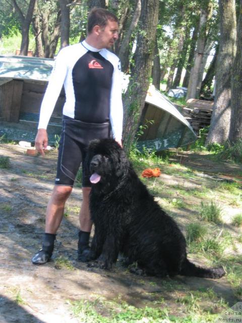 Фото: ньюфаундленд Medved Morning Star Almas-Alana