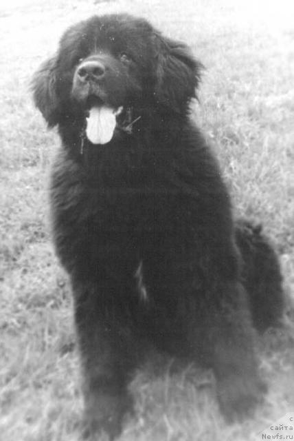 Фото: ньюфаундленд Jeron CHarpi (Жерон Чарпи)