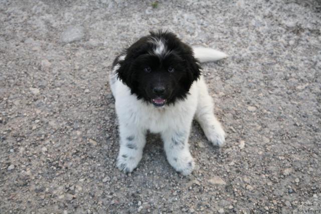 Фото: ньюфаундленд Akvian Song Zero Graviti (Аквиан Сонг Зеро Гравити)