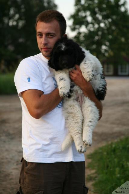 Фото: ньюфаундленд Akvian Song Zero Graviti (Аквиан Сонг Зеро Гравити)