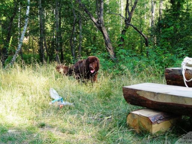 Фотография № 46666