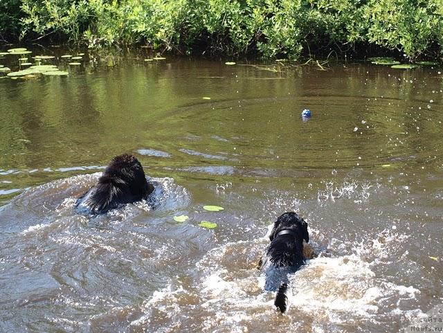 Фото: ньюфаундленд Blyek Diamond Agidel' ot Potapa S'yuzyen (Блэк Диамонд Агидель от Потапа Сьюзэн)