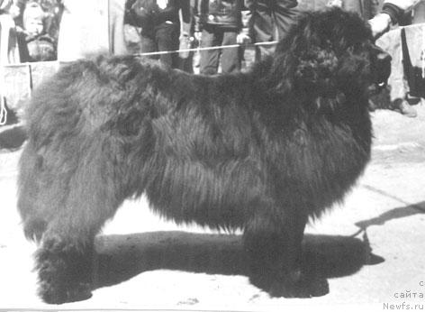 Фото: ньюфаундленд Ut Hepsi Ulli (Ут Хепси Улли)