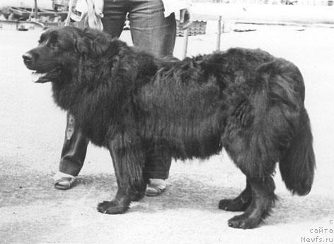 Фото: ньюфаундленд Ul'fa Ulli (Ульфа Улли)