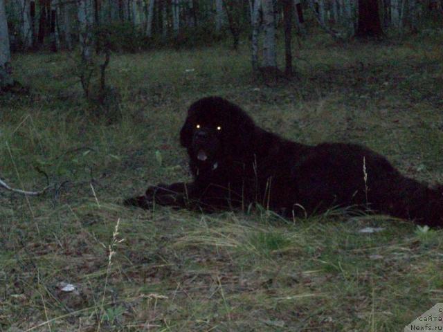 Фото: ньюфаундленд Karat iz Medvejyego Yara (Карат из Медвежьего Яра)