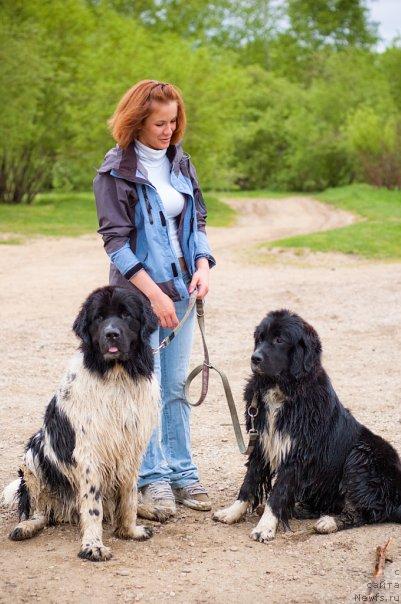 Фото: ньюфаундленд Piternyuf Prodigy (Питерньюф Продижи), Aleksandra Vesnina (Александра Веснина), ньюфаундленд Mag Ispolin Lavina (Маг Исполин Лавина)