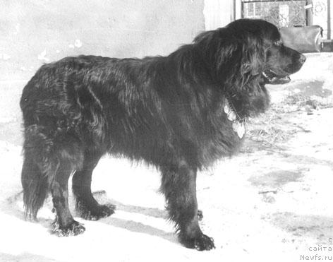 Фото: ньюфаундленд Hardi YAgri (Харди Ягри)