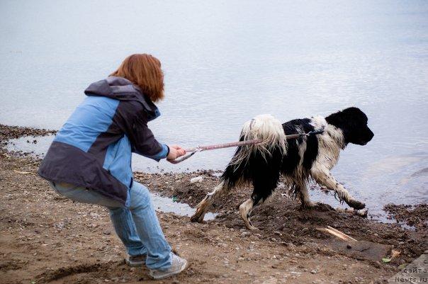Фото: ньюфаундленд Piternyuf Prodigy (Питерньюф Продижи), Aleksandra Vesnina (Александра Веснина)
