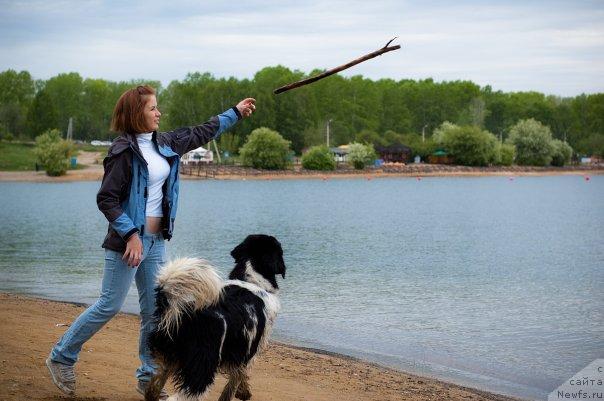 Фото: ньюфаундленд Piternyuf Prodigy (Питерньюф Продижи), Aleksandra Vesnina (Александра Веснина)