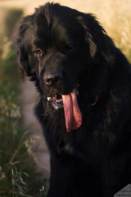Фото: Гастон де Фуа