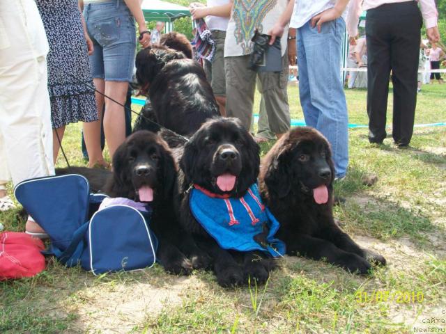 Фото: ньюфаундленд Velyke Malyatko Zahidnyj Viter, ньюфаундленд Charivna Cherepashka Bolshoj Malysh (Чаривна Черепашка Большой Малыш), ньюфаундленд Velyke Malyatko Zaruchena z Morem