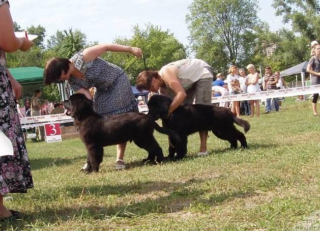 Фото: ньюфаундленд Velyke Malyatko Zahidnyj Viter, ньюфаундленд Velyke Malyatko Zaruchena z Morem