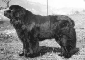 Фото: ньюфаундленд Baldur van het Zeepaardje