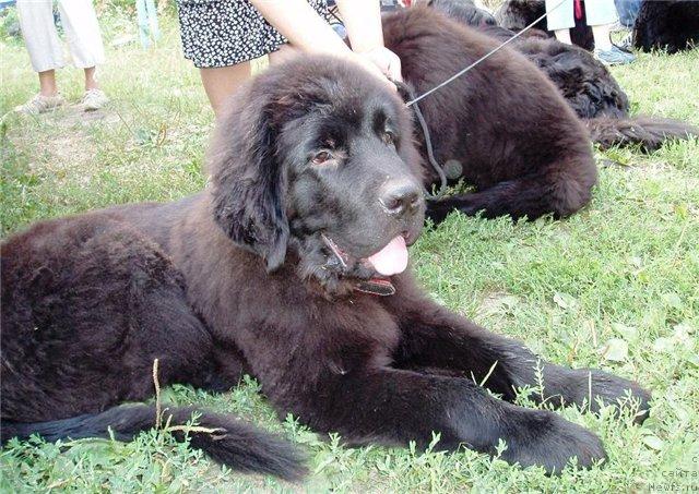 Фото: ньюфаундленд Velyke Malyatko Zahidnyj Viter