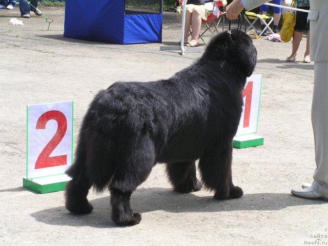 Фото: ньюфаундленд Ego Vysochestvo ot Sibirskogo Medvedja (Его Высочество от Сибирского Медведя), YUriy Rahtienko (Юрий Рахтиенко)