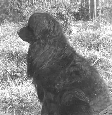 Фото: ньюфаундленд Olendor Ryembi (Олендор Рэмби)
