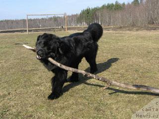 Фото: ньюфаундленд Plushevaya Panda Vikar (Плюшевая Панда Викар)