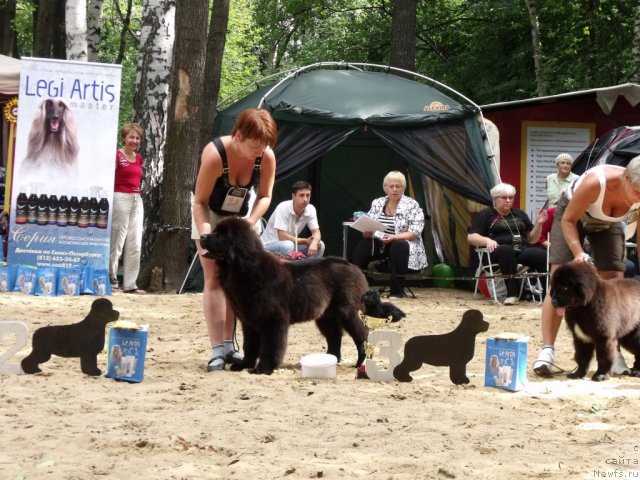 Фото: ньюфаундленд Grand Byebi Ariadna (Гранд Бэби Ариадна), Mariya Lapina (Мария Лапина)