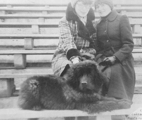 Фото: ньюфаундленд Jerardi YUt Ta (Жерарди Ют Та)