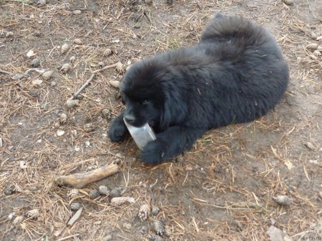 Фото: Щенок из АК