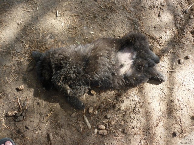 Фото: Щенок из АК