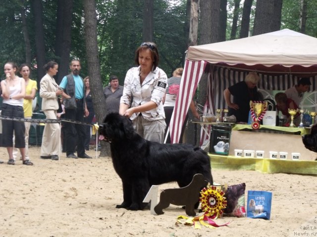 Фото: ньюфаундленд Begushaya po Volnam Vam I Ne Snilos (Бегущая по Волнам Вам и не Снилось)
