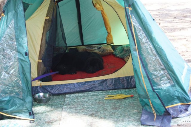 Фото: ньюфаундленд Sent Djons Ulrika (Сент Джонс Ульрика)