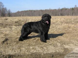 Фото: ньюфаундленд Plushevaya Panda Vikar (Плюшевая Панда Викар)