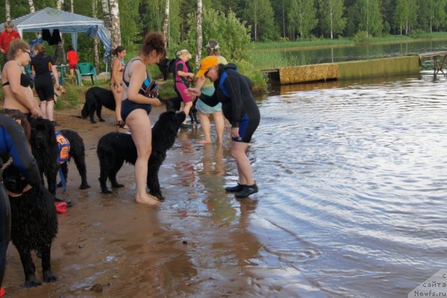 Фото: ньюфаундленд Sent Djons Ulrika (Сент Джонс Ульрика)