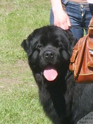 Фото: ньюфаундленд Plushevaya Panda Vikar (Плюшевая Панда Викар)