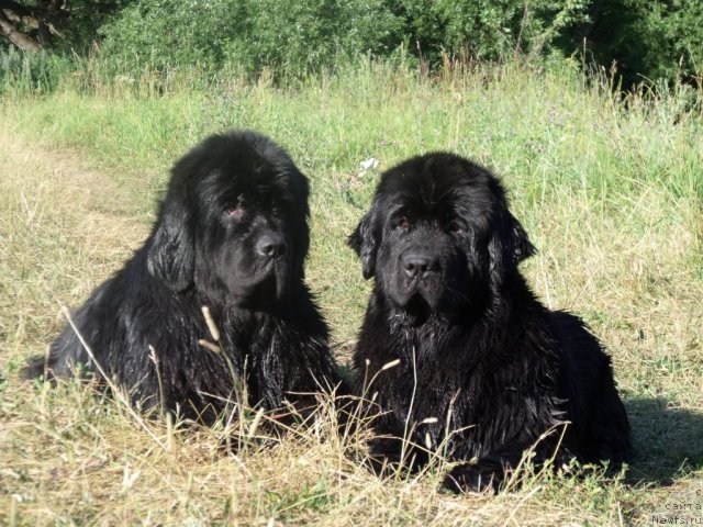 Фото: ньюфаундленд Ocharovatelnaya Lady ot Sibirskogo Medvedja (Очаровательна Леди от Сибирского Медведя), ньюфаундленд Toptyijka Siyanie ot Aysberga (Топтыжка Сияние от Айсберга)