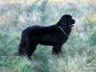 Фото: ньюфаундленд Plushevaya Panda Vikar (Плюшевая Панда Викар)