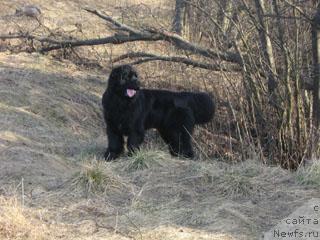 Фото: ньюфаундленд Plushevaya Panda Vikar (Плюшевая Панда Викар)