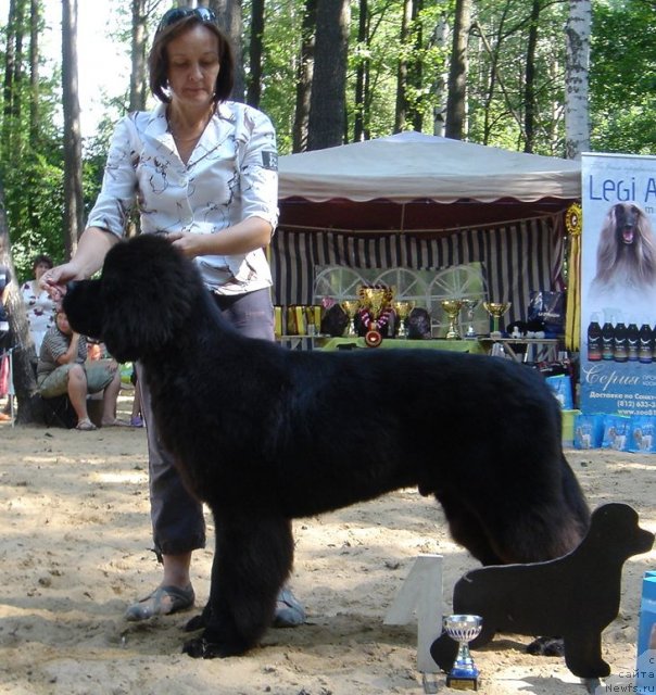 Фото: ньюфаундленд Beguschaya po Volnam Sun in My Hand (Бегущая по Волнам Сун ин Му Ханд), Ol'ga Koroleva (Ольга Королева)