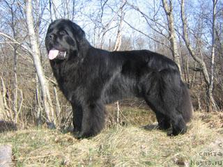 Фото: ньюфаундленд Plushevaya Panda Vikar (Плюшевая Панда Викар)