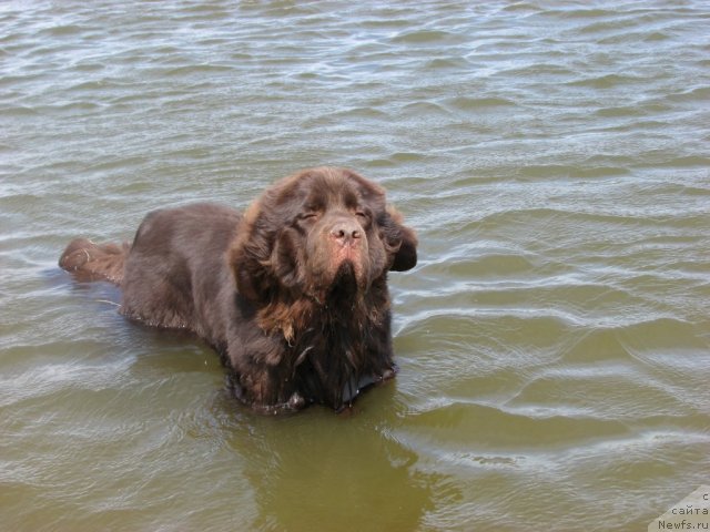 Фото: ньюфаундленд Aristokrat ot Rafayellyi (Аристократ от Рафаэллы)