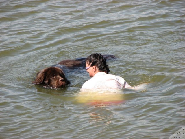 Фото: ньюфаундленд Aristokrat ot Rafayellyi (Аристократ от Рафаэллы)