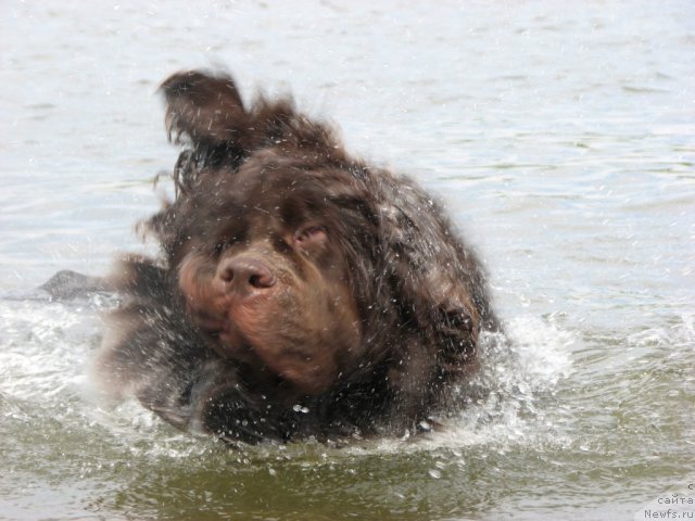 Фото: ньюфаундленд Aristokrat ot Rafayellyi (Аристократ от Рафаэллы)